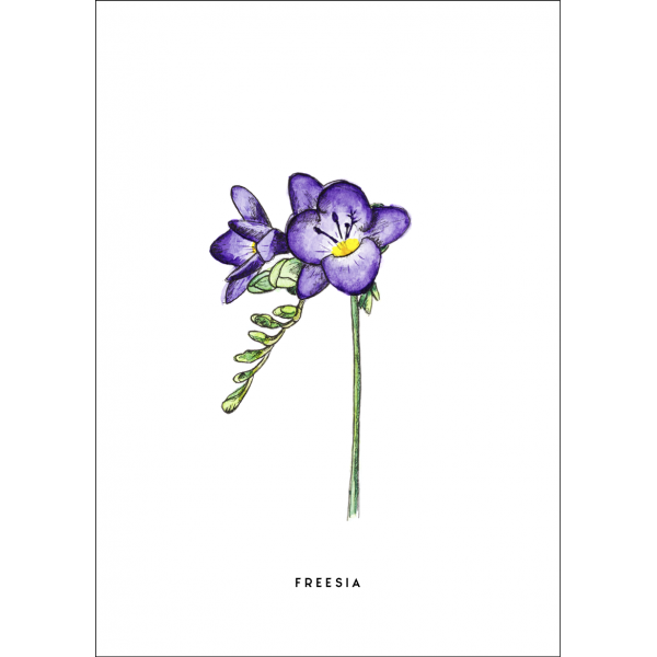 Kaart Bloem Freesia 10 st. Kaart Bloem Freesia 10 st.
